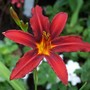 Hemerocallis__crimson_pirate_