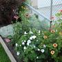 Wildflowers, Echinacia and Lavatera