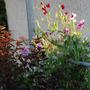 Sweetpeas and Diablo Ninebark