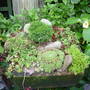  Small alpine trough on the glass - topped garden table. August 23rd 2008.