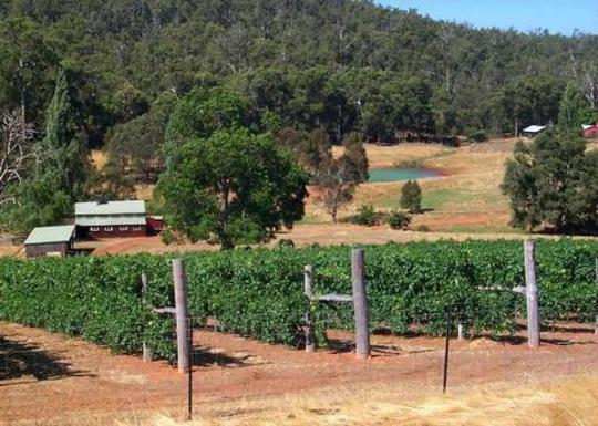 Vineyard