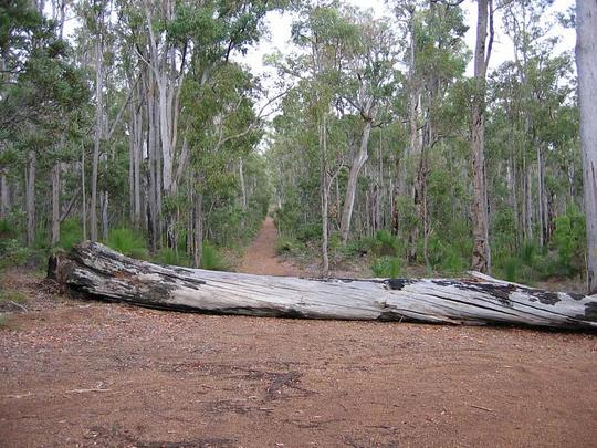 Forest track