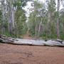 Forest2