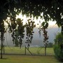 sunset through the vines