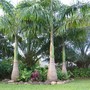 Roystonea regia (Roystonea regia (Bottle Palm))