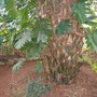 Jungle plant