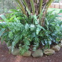 Ferns