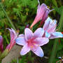 Naked_ladies_tie-dye_bloomsbuds_8-25-08_sm
