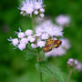 Orange Mint Moth (Eupatorium coelestinum)