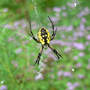 Black and Yellow Argiope
