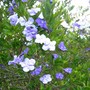 Brunfelsia latifolia  (Brunfelsia latifolia)