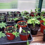 Cuttings and seedlings for next year. 
