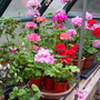 Greenhouse Plants