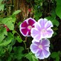 More Mtn. Fuji morning glories