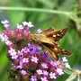 Female fiery skipper butterfly