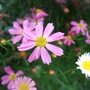 Coreopsis__pink_