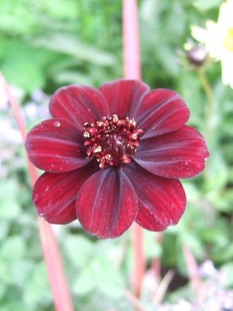 Chocolate Flower (Cosmos atrosanguineus)