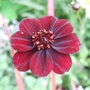 Chocolate Flower (Cosmos atrosanguineus)