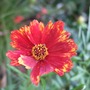 Coreopsis__butterfly_dream_