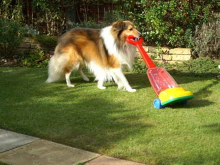 Shetland Sheepdog vacuuming the lawn
