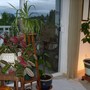 House Plants (Chlorophytum comosum Variegatum)