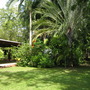 Neodypsis dicaryi ( Triangular Madagascar palm ) (Neodypsis dicaryi)