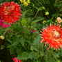 A garden flower photo