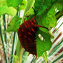 Orange Horned Caterpillar 3