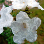 Wrinkle_flower_of_a__little_leaf_cordia__shrub_edited