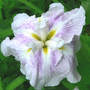 Japanese Iris ensata Freckled Geisha (Iris ensata (Russian Iris) "Freckled Geisha")
