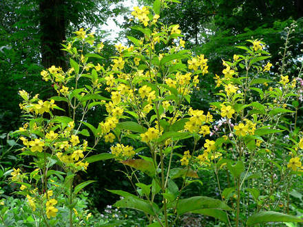 Fringed Loosestrife (Lysimachia ciliata (Loosestrife))
