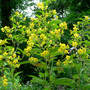 Loosestrife_fringed_7-06-08_fullvw_sm