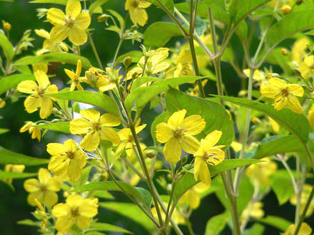 Fringed Loosestrife Closer (Lysimachia ciliata (Loosestrife))