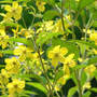 Loosestrife_fringed_closer_7-05-08_sm