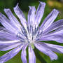 Chicory (Cichorium intybus (Blue Sailors))