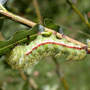IO Moth Caterpillar