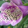 Pink Foxglove (Digitalis purpurea 'Camelot Rose')