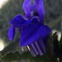 Lobelia (Lobelia 'Compliment Blue')