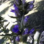 Lobelia (Lobelia 'Compliment Blue')