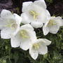 Campanula (Campanula carpatica 'White Clips')