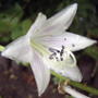 2008-07-20_085_hosta_flower