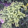 Golden Bluebeard (Caryopteris incana 'Jason')