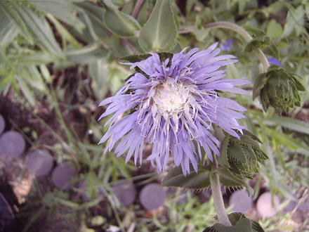 Stokes Aster (Stokesia laevis 'Omega Skyrocket')