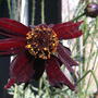 Unknown red flower 