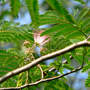 Mimosa Tree Bloom (Albizia julibrissin Durizzini)