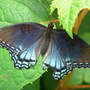 Red-spotted Purple Butterfly