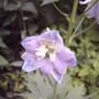 Delphinium (Delphinium PG 'Guinevere')