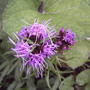 Liatris (Liatris spicata 'Kobold')