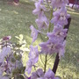 Delphinium again (Delphinium PG 'Guinevere')