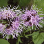 Liatris (Liatris spicata 'Kobold')
